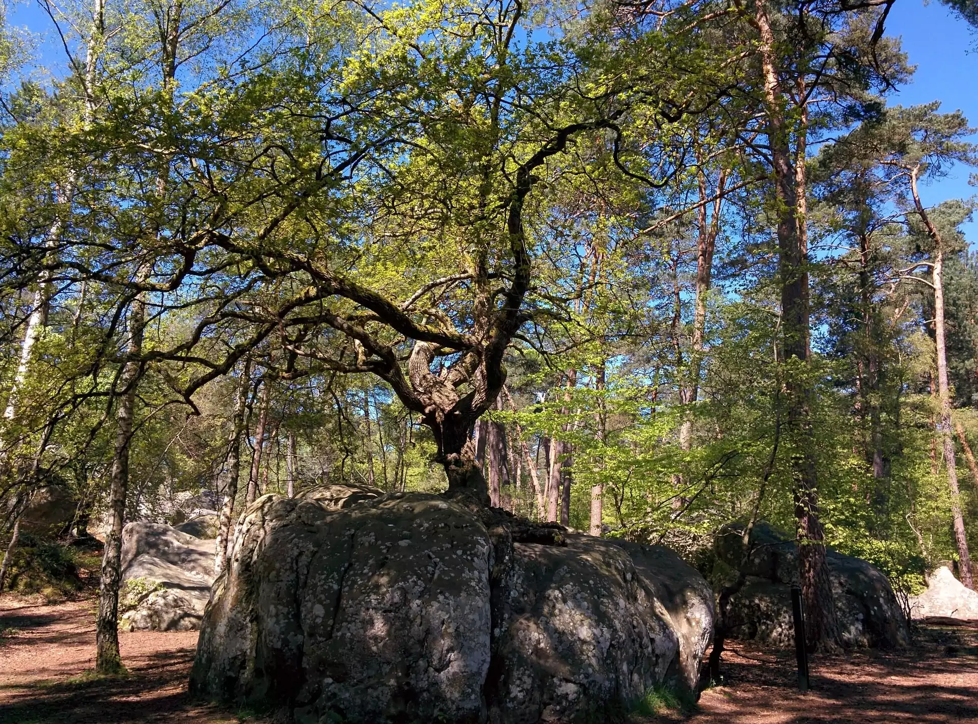Ein Baum, gewachsen auf einem Sandsteinblock im Wald von Fontainebleau