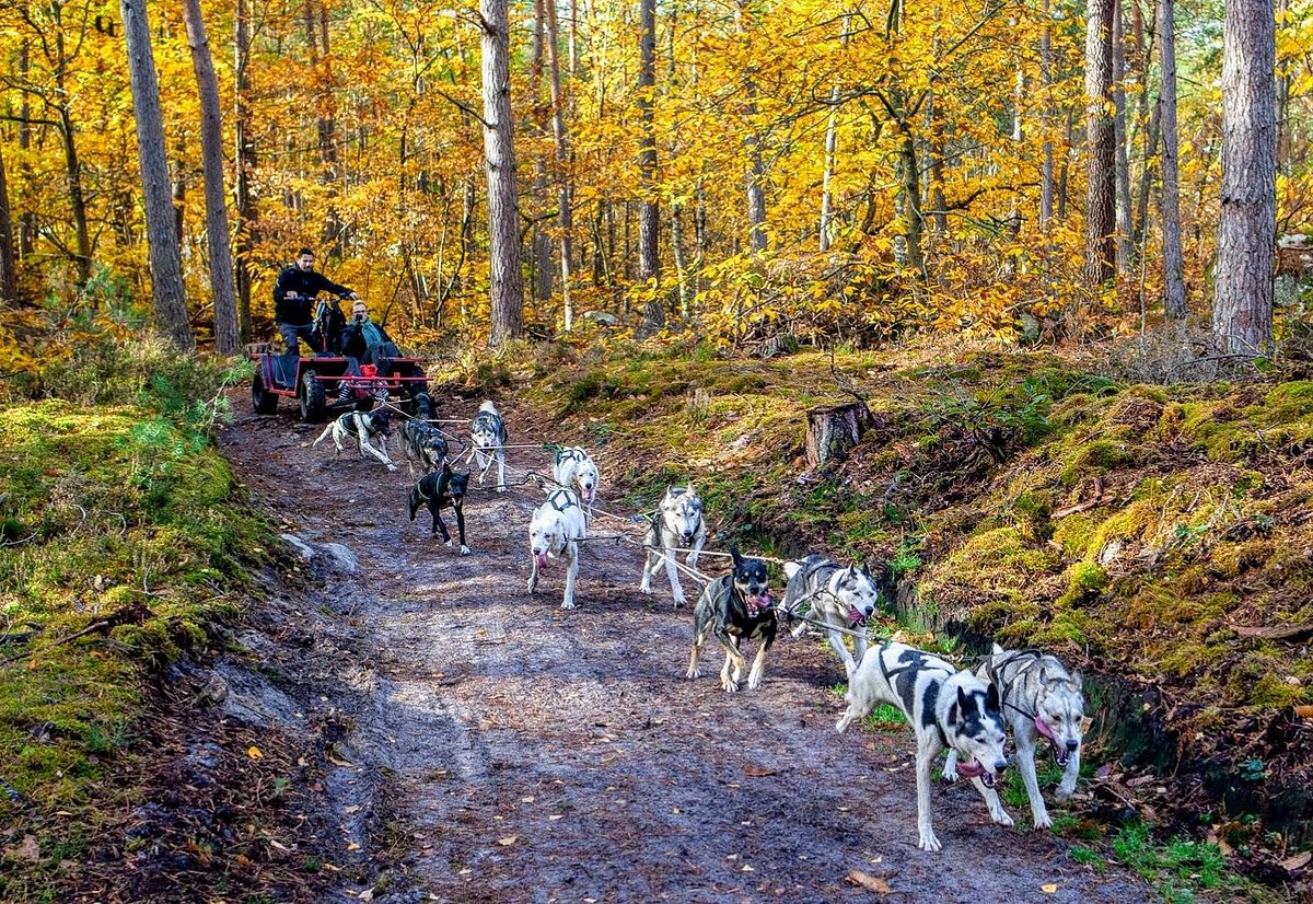 Attelage de chiens sur un chemin en forêt en automne