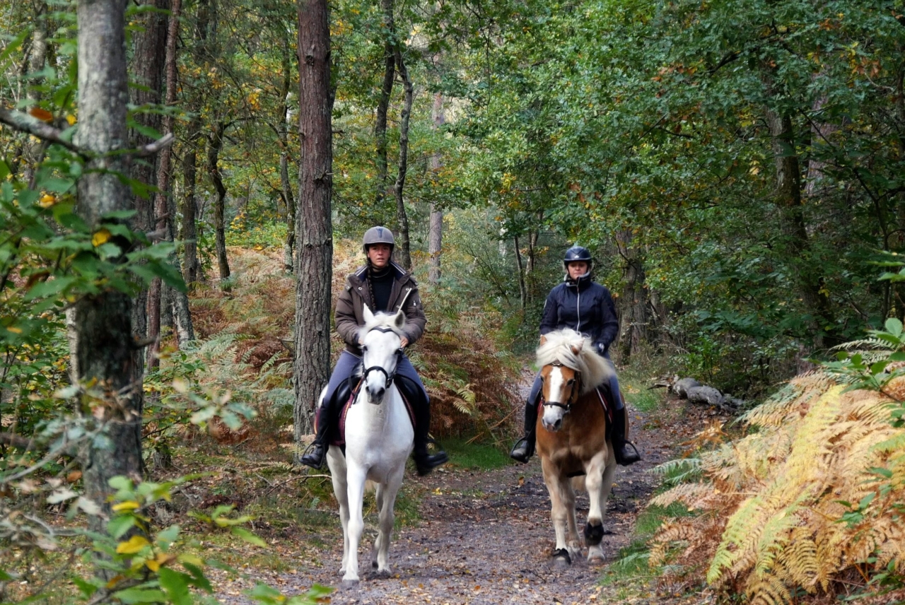 Équitation