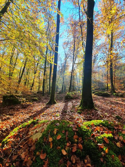 Lumière d’automne entre les arbres