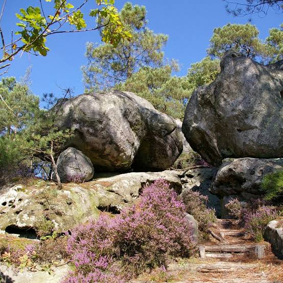 Rochers de grès et bruyères dans la forêt de Fontainebleau