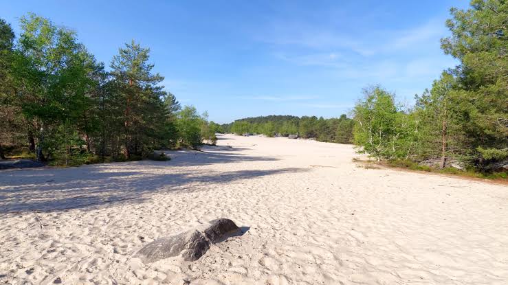 Sand und Kiefern des Waldes von Fontainebleau