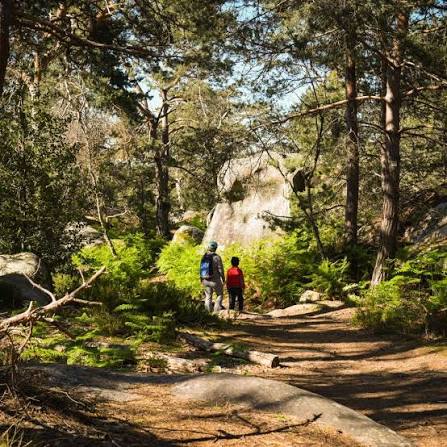Forêt de la Commanderie