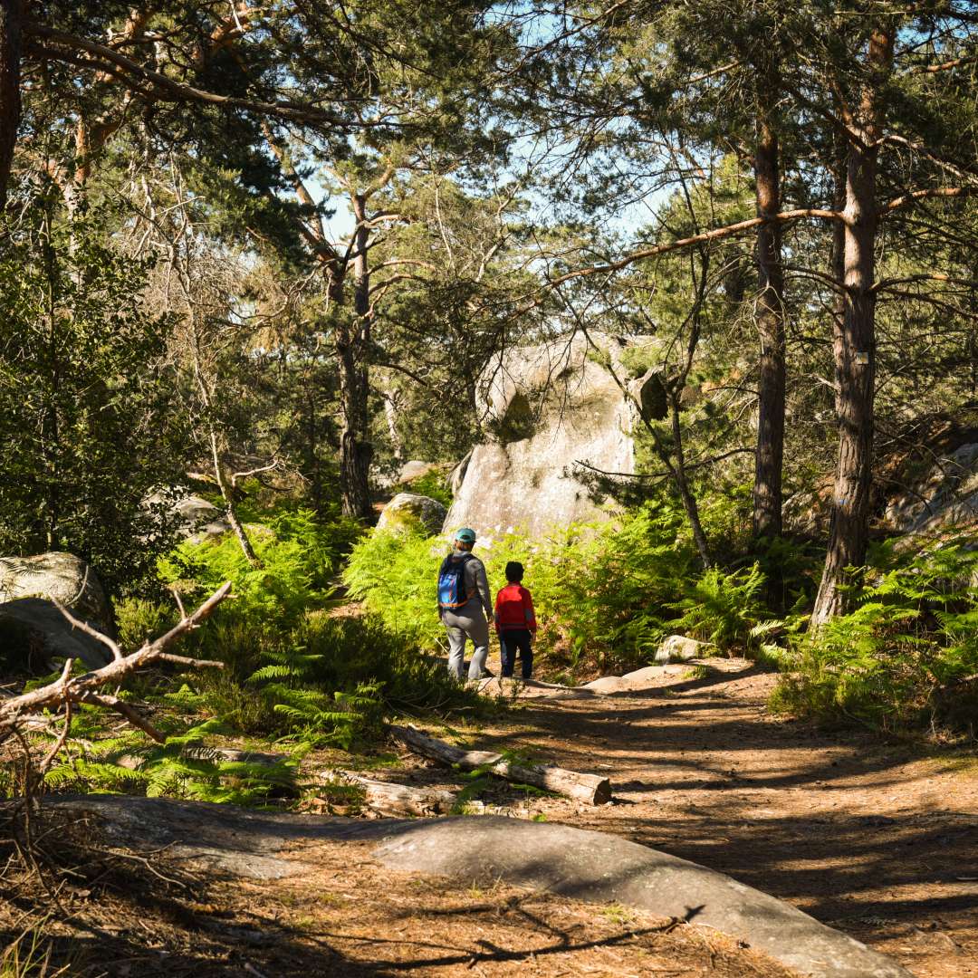 Ein Spaziergang im Wald von Fontainebleau zwischen Farnen und Felsblöcken