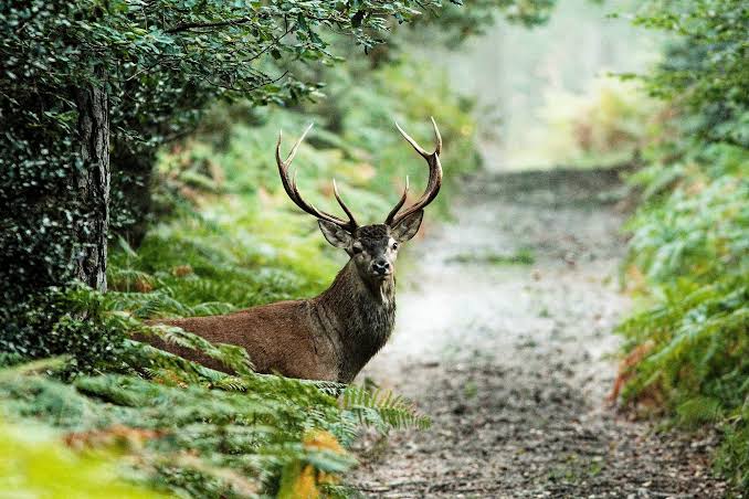 Photographie nature